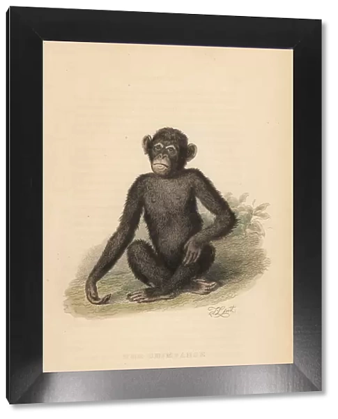 Common chimpanzee, Pan troglodytes. Endangered