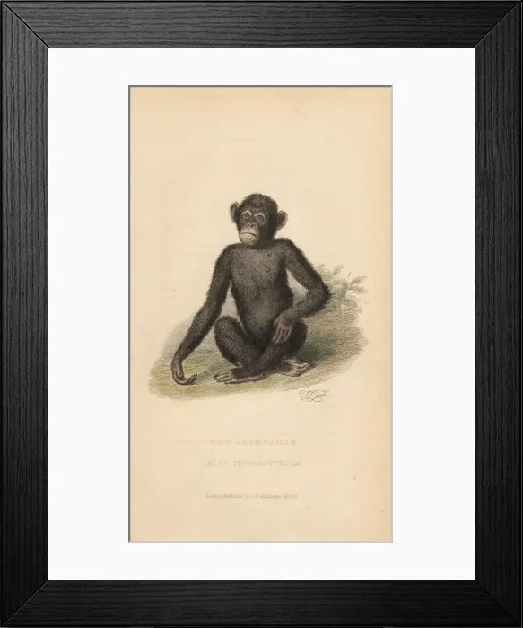 Framed Print : Common chimpanzee, Pan troglodytes. Endangered Framed Print : Common chimpanzee, Pan troglodytes. Endangered