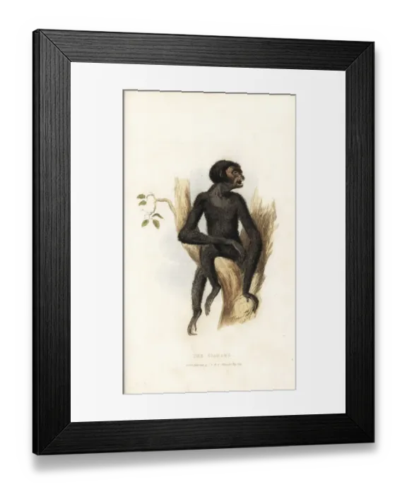 Framed Print : Siamang, Symphalangus syndactylus. Endangered Framed Print : Siamang, Symphalangus syndactylus. Endangered