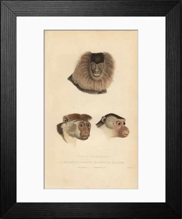 Framed Print : Lion-tailed macaque, pig-tailed macaque and toque macaque Framed Print : Lion-tailed macaque, pig-tailed macaque and toque macaque