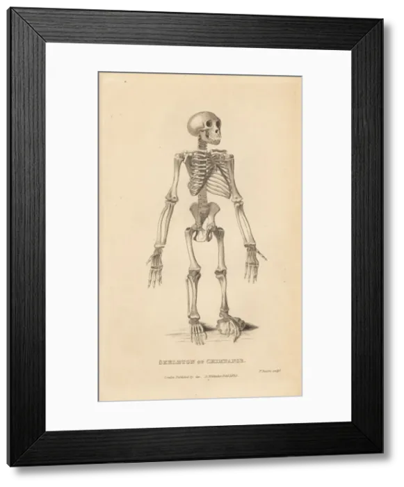 Framed Print : Skeleton of the common chimpanzee, Pan troglodytes Framed Print : Skeleton of the common chimpanzee, Pan troglodytes