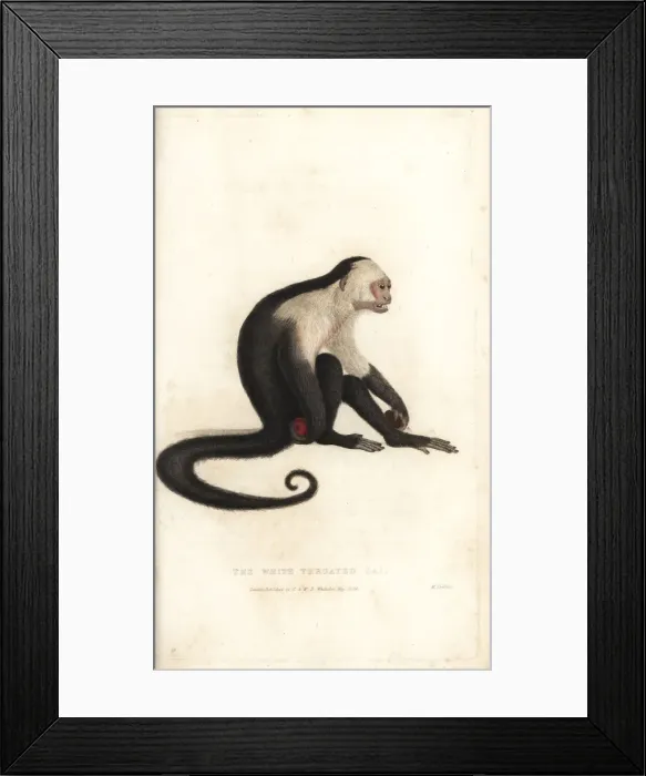 Framed Print : White-headed capuchin, Cebus capucinus Framed Print : White-headed capuchin, Cebus capucinus