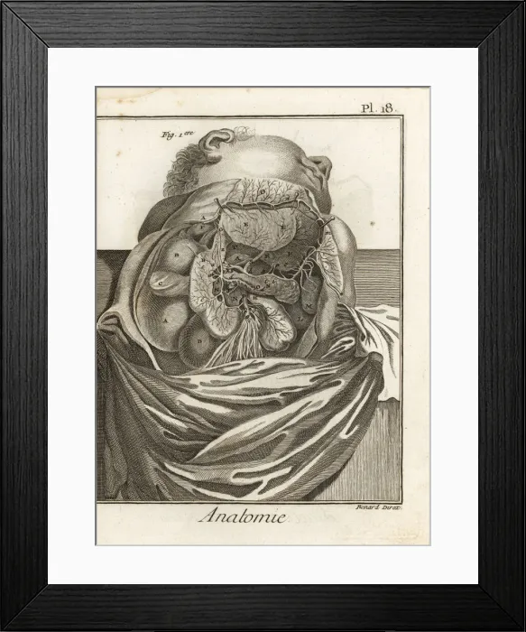 Framed Print : Liver, duodenum, pancreas, and other organs Framed Print : Liver, duodenum, pancreas, and other organs