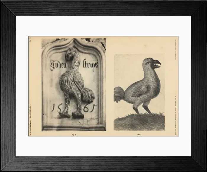 Framed Print : Dodo of the Scotch House, Veere, 1561 Framed Print : Dodo of the Scotch House, Veere, 1561