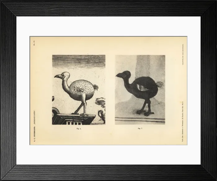 Framed Print : Dodo of Iohan Theodor and Iohan Israel de Framed Print : Dodo of Iohan Theodor and Iohan Israel de