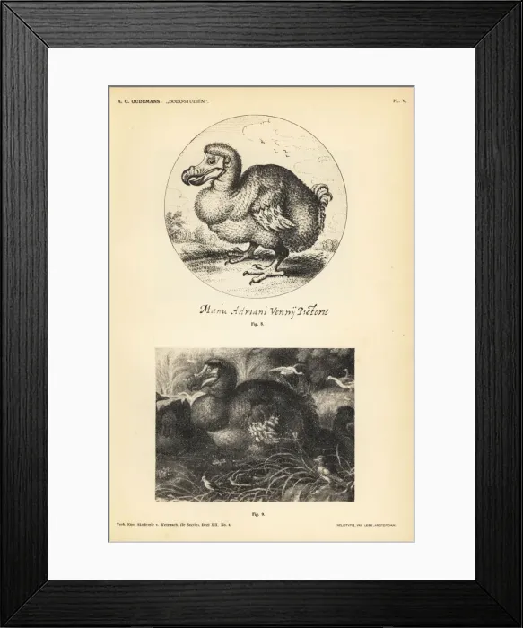 Framed Print : Dodos by Adriaen van de Venne and Gillis de Hondecoeter Framed Print : Dodos by Adriaen van de Venne and Gillis de Hondecoeter