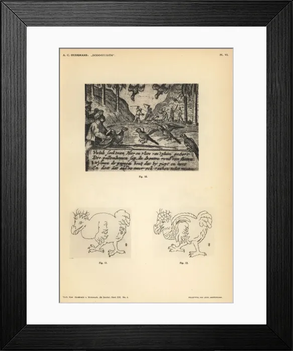 Framed Print : Dodos and parrots from Willem van West-Zanen s Framed Print : Dodos and parrots from Willem van West-Zanen s