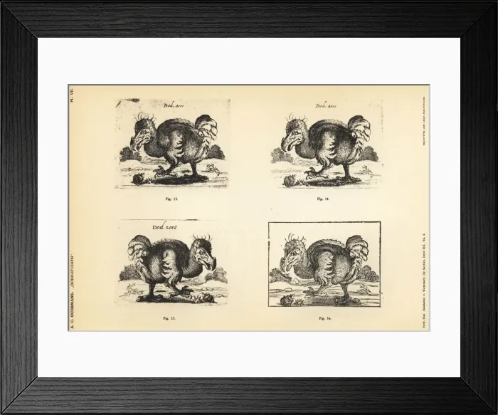 Framed Print : 17th century copies of the white dodo by Salomon Framed Print : 17th century copies of the white dodo by Salomon