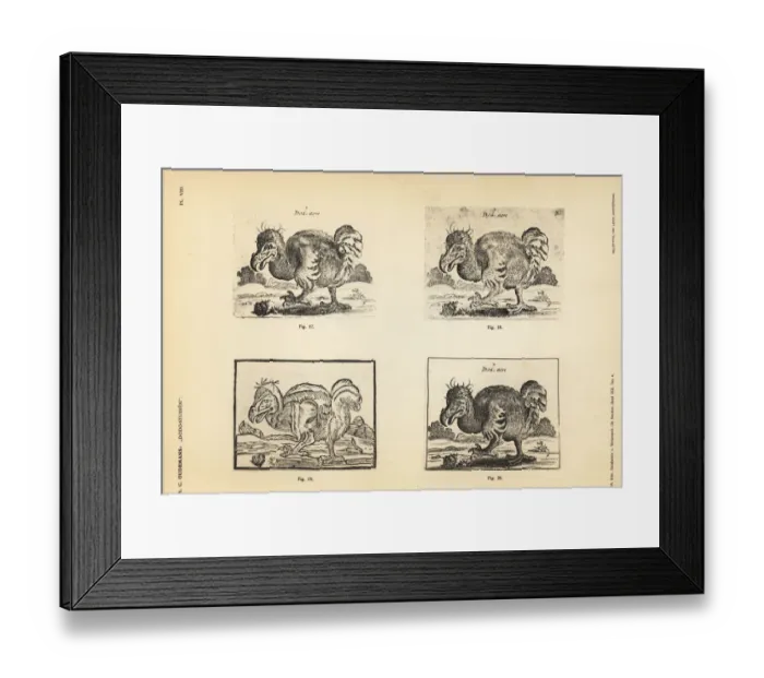 Framed Print : Copies of the white dodo by Salomon Savery Framed Print : Copies of the white dodo by Salomon Savery