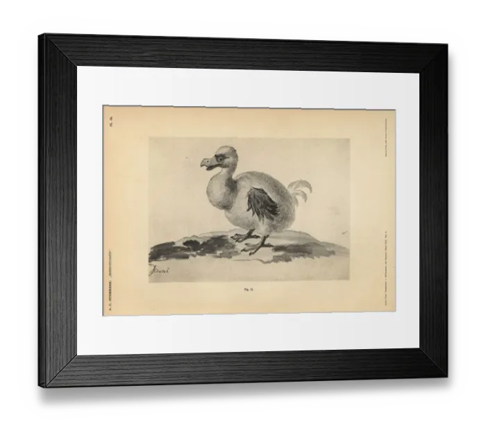 Framed Print : White dodo I by Pieter II Holsteyn, female, 1638 Framed Print : White dodo I by Pieter II Holsteyn, female, 1638