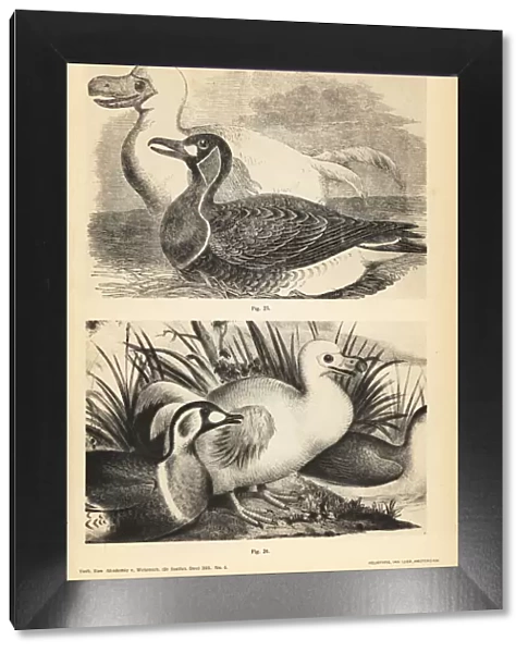 White dodo and duck by Pieter Withoos