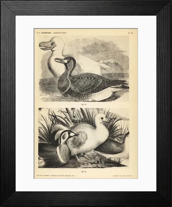 Framed Print : White dodo and duck by Pieter Withoos Framed Print : White dodo and duck by Pieter Withoos
