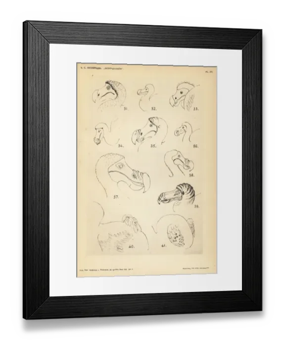 Framed Print : Head and tail of the dodo by various artists Framed Print : Head and tail of the dodo by various artists