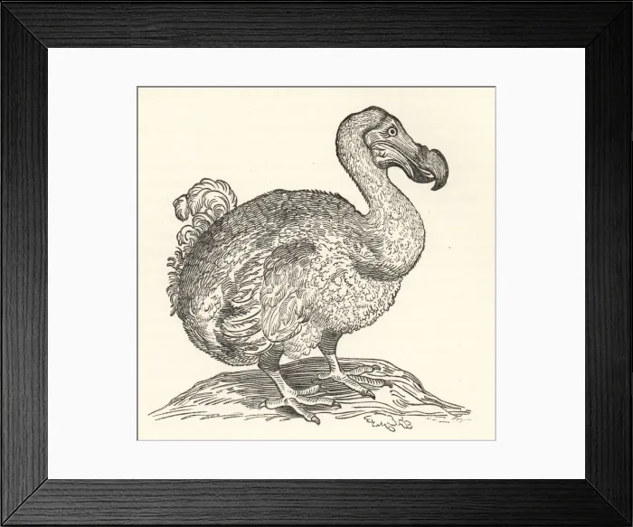 Framed Print : Willem Pisos illustration of the dodo, 1658 Framed Print : Willem Pisos illustration of the dodo, 1658