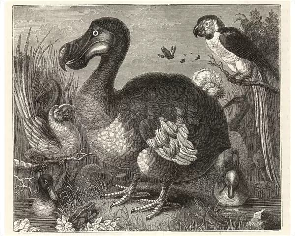 Wood engraving of Roelandt Saverys painting of the dodo