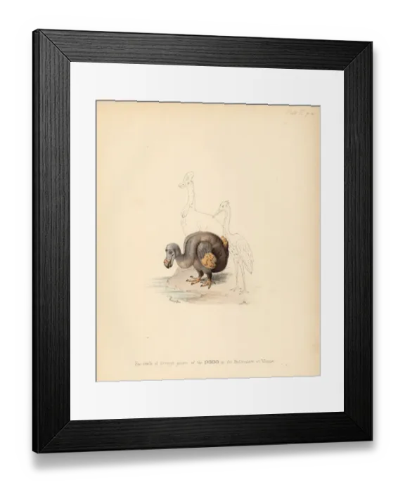 Framed Print : Facsimile of Roelandt Saverys picture of Framed Print : Facsimile of Roelandt Saverys picture of