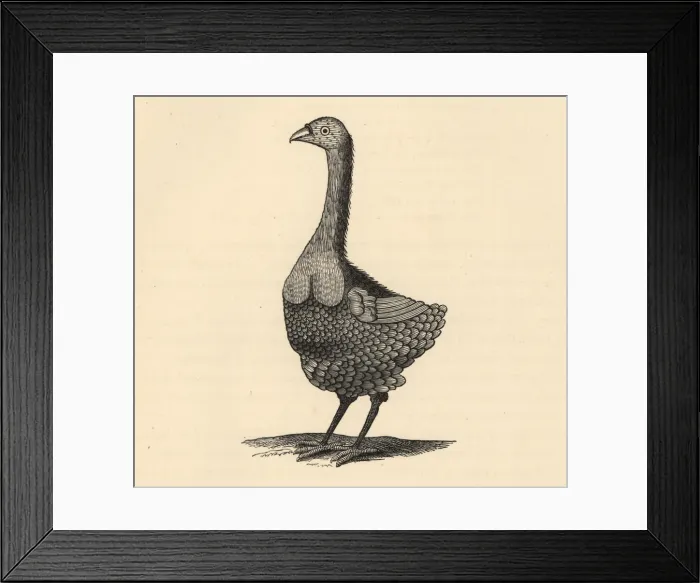 Framed Print : Rodrigues solitaire, Pezophaps solitaria Framed Print : Rodrigues solitaire, Pezophaps solitaria