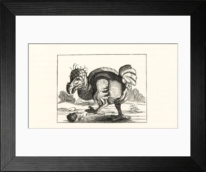 Framed Print : Willem Bontekoes illustration of the dodo Framed Print : Willem Bontekoes illustration of the dodo