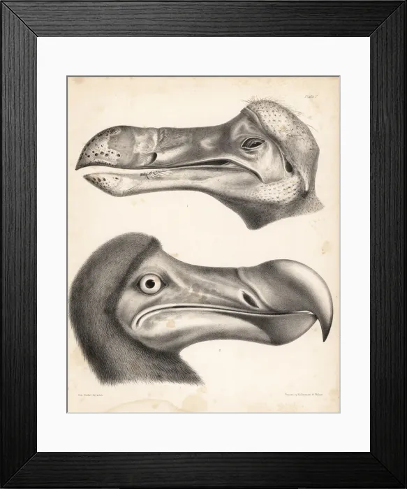 Framed Print : Head of a dodo in the Ashmolean Museum Framed Print : Head of a dodo in the Ashmolean Museum