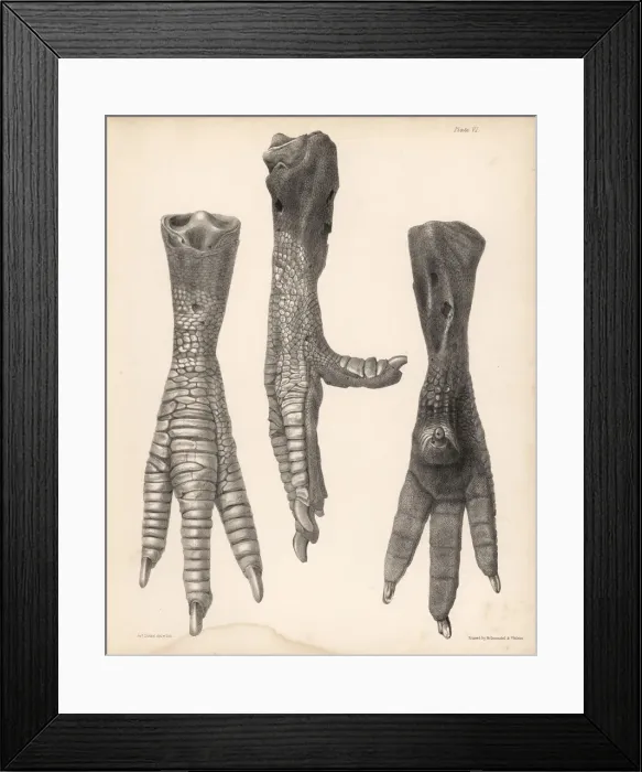 Framed Print : Side, front and back of the leg of a dodo Framed Print : Side, front and back of the leg of a dodo