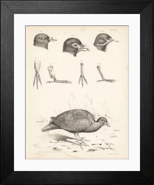 Framed Print : Tooth-billed pigeon, Bruces green pigeon Framed Print : Tooth-billed pigeon, Bruces green pigeon