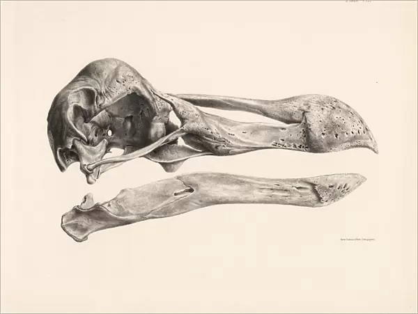 Side view of the skull of a dodo