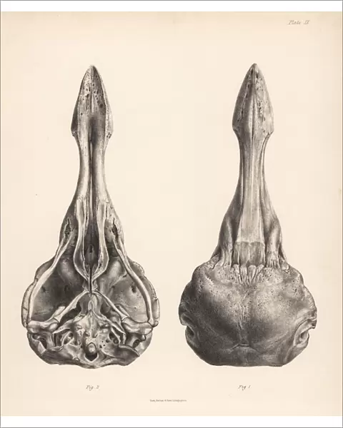 Upper and lower views of the skull of a dodo