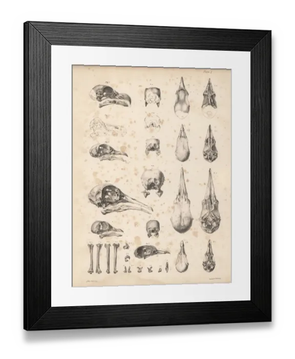 Framed Print : Skulls of pigeons and dodo Framed Print : Skulls of pigeons and dodo