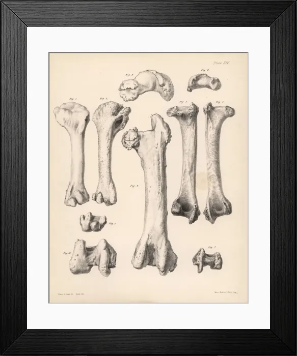 Framed Print : Humerus and femur of the extinct Rodrigues Framed Print : Humerus and femur of the extinct Rodrigues