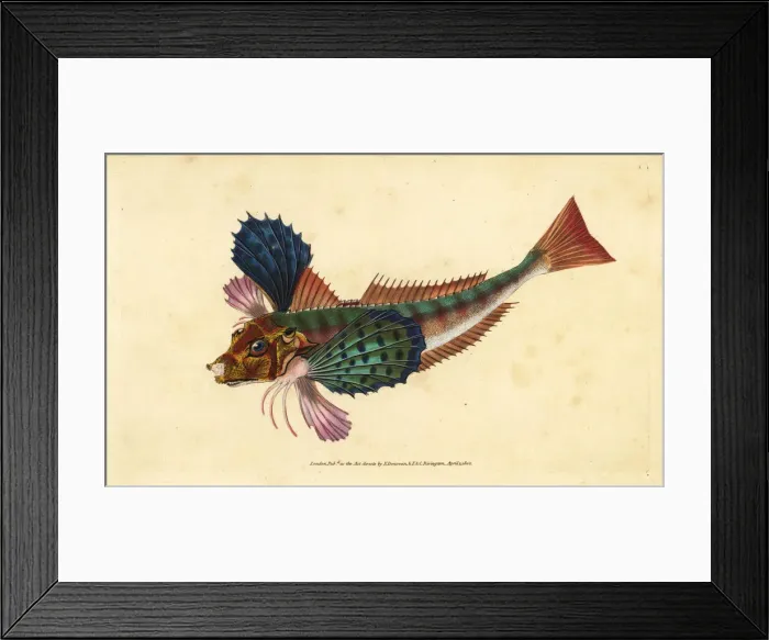 Framed Print : Tub gurnard, Chelidonichthys lucerna Framed Print : Tub gurnard, Chelidonichthys lucerna