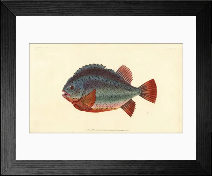Framed Print : Lumpsucker or lumpfish, Cyclopterus lumpus Framed Print : Lumpsucker or lumpfish, Cyclopterus lumpus