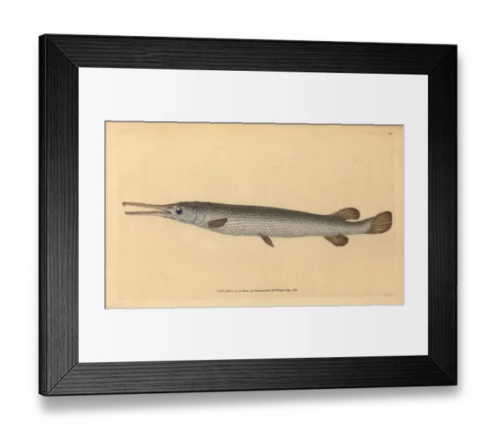 Framed Print : Longnose gar, Lepisosteus osseus Framed Print : Longnose gar, Lepisosteus osseus