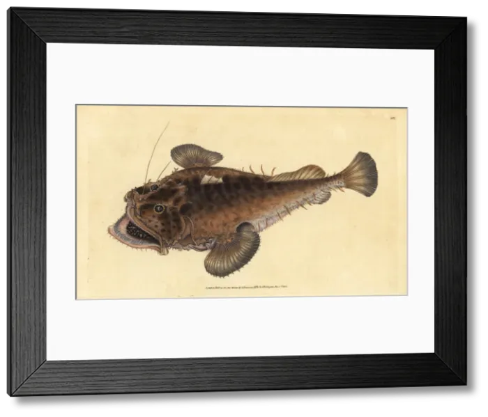 Framed Print : Common angler fish, Lophius piscatorius Framed Print : Common angler fish, Lophius piscatorius