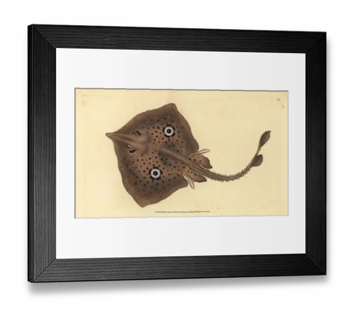 Framed Print : Brown skate or mirror ray, Raja miraletus Framed Print : Brown skate or mirror ray, Raja miraletus