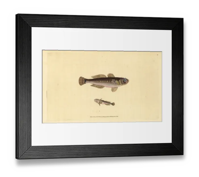 Framed Print : Black goby, Gobius niger Framed Print : Black goby, Gobius niger