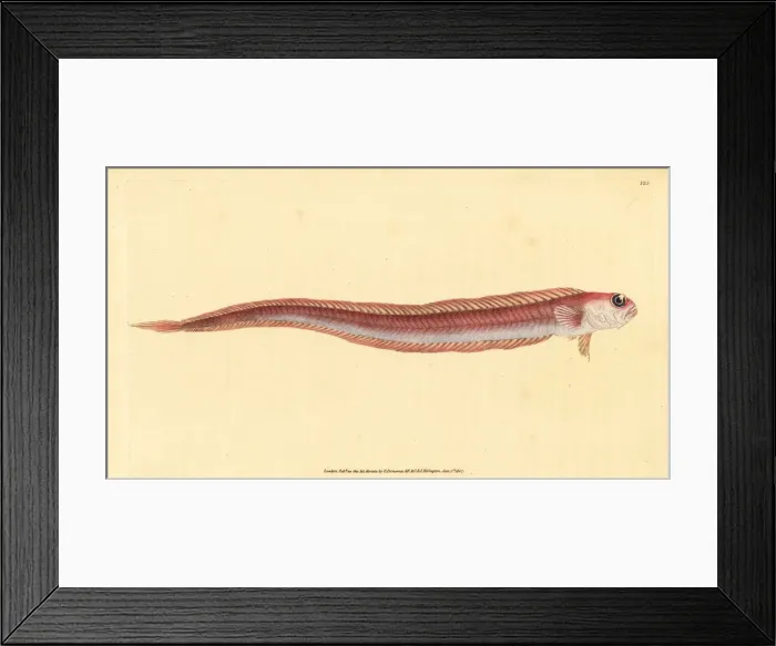 Framed Print : Red bandfish, Cepola macrophthalma Framed Print : Red bandfish, Cepola macrophthalma