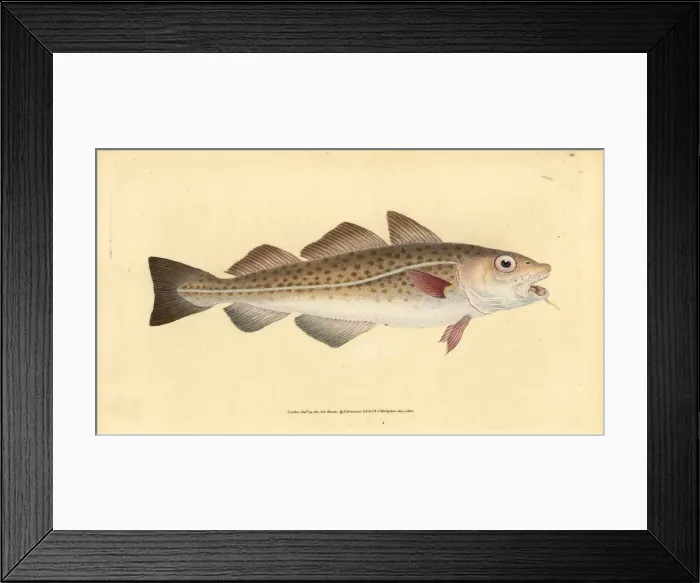 Framed Print : Atlantic cod, Gadus morhua. Vulnerable Framed Print : Atlantic cod, Gadus morhua. Vulnerable