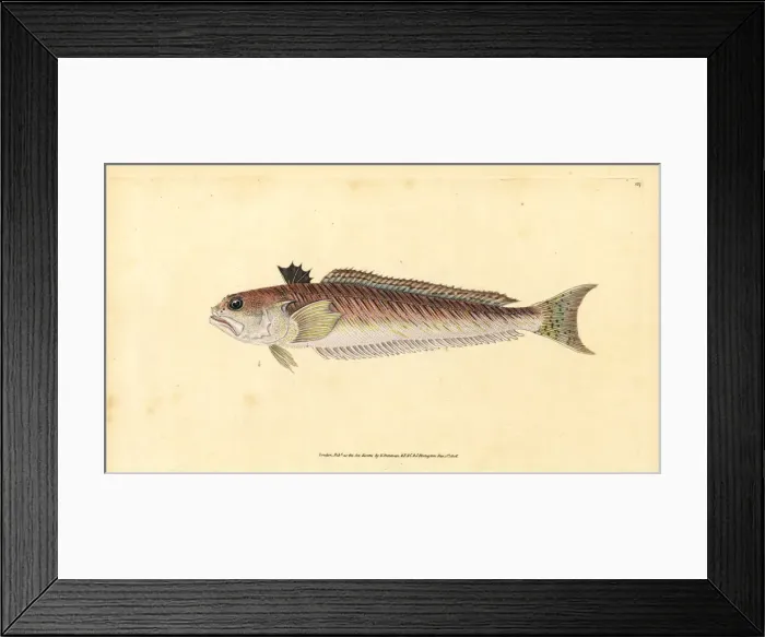 Framed Print : Greater weever, Trachinus draco Framed Print : Greater weever, Trachinus draco