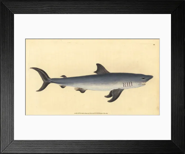 Framed Print : Porbeagle, Lamna nasus. Vulnerable Framed Print : Porbeagle, Lamna nasus. Vulnerable