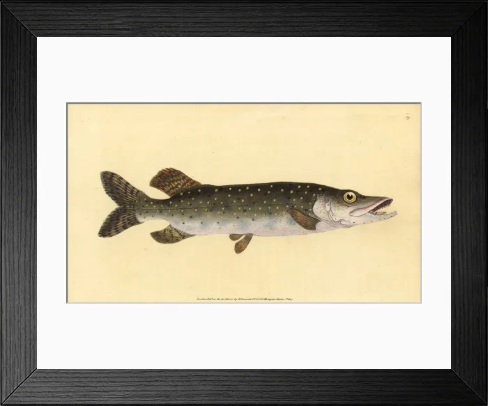 Framed Print : Northern pike, Esox lucius Framed Print : Northern pike, Esox lucius
