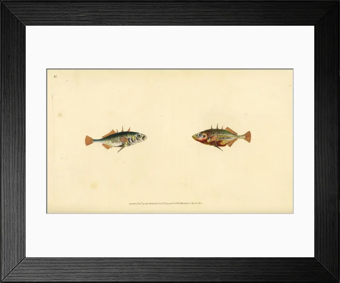 Framed Print : Three-spined stickleback, Gasterosteus aculeatus Framed Print : Three-spined stickleback, Gasterosteus aculeatus