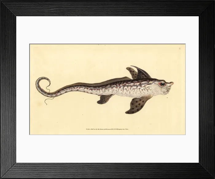 Framed Print : Rabbitfish or sea monster, Chimaera monstrosa Framed Print : Rabbitfish or sea monster, Chimaera monstrosa