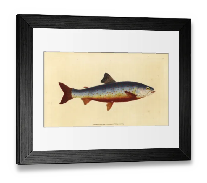 Framed Print : Arctic charr, Salvelinus alpinus alpinus Framed Print : Arctic charr, Salvelinus alpinus alpinus