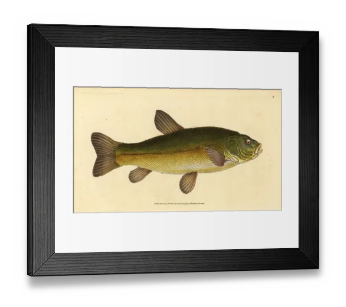Framed Print : Tench, Tinca tinca Framed Print : Tench, Tinca tinca
