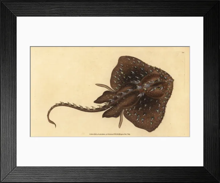 Framed Print : Thorny skate, Amblyraja radiata. Vulnerable Framed Print : Thorny skate, Amblyraja radiata. Vulnerable