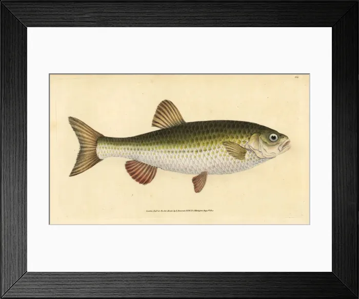 Framed Print : Ide, Leuciscus idus Framed Print : Ide, Leuciscus idus