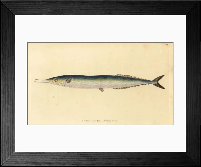 Framed Print : Atlantic saury, Scomberesox saurus saurus Framed Print : Atlantic saury, Scomberesox saurus saurus