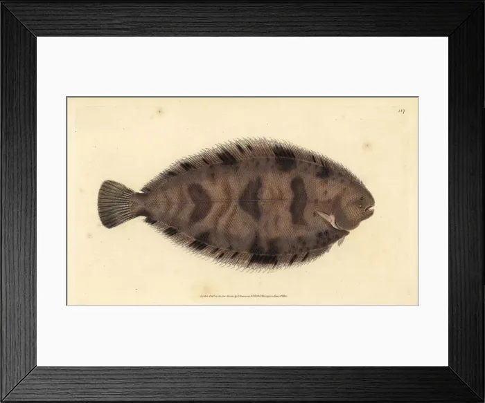 Framed Print : Thickback sole, Microchirus variegatus Framed Print : Thickback sole, Microchirus variegatus