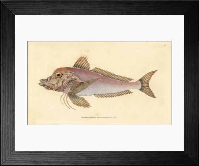 Framed Print : Piper, Trigla lyra Framed Print : Piper, Trigla lyra