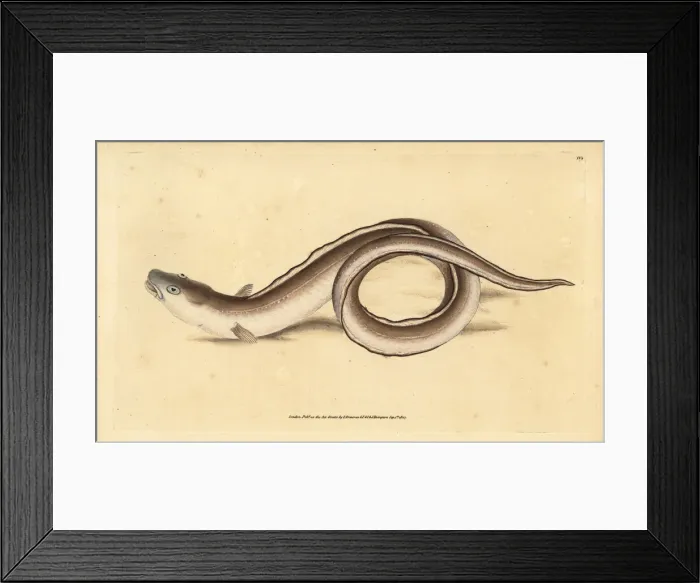 Framed Print : Conger eel, Conger conger Framed Print : Conger eel, Conger conger